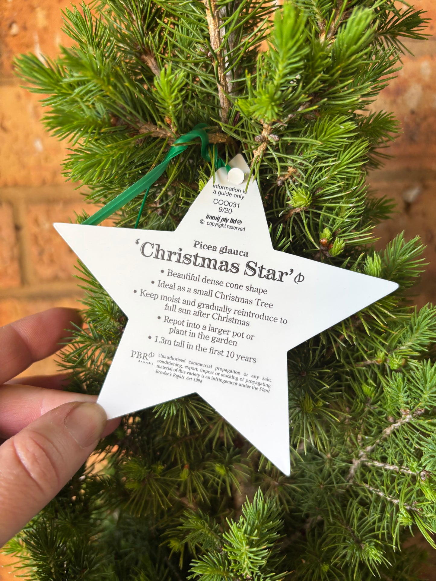 Christmas Star Mini Tree — 200mm pot