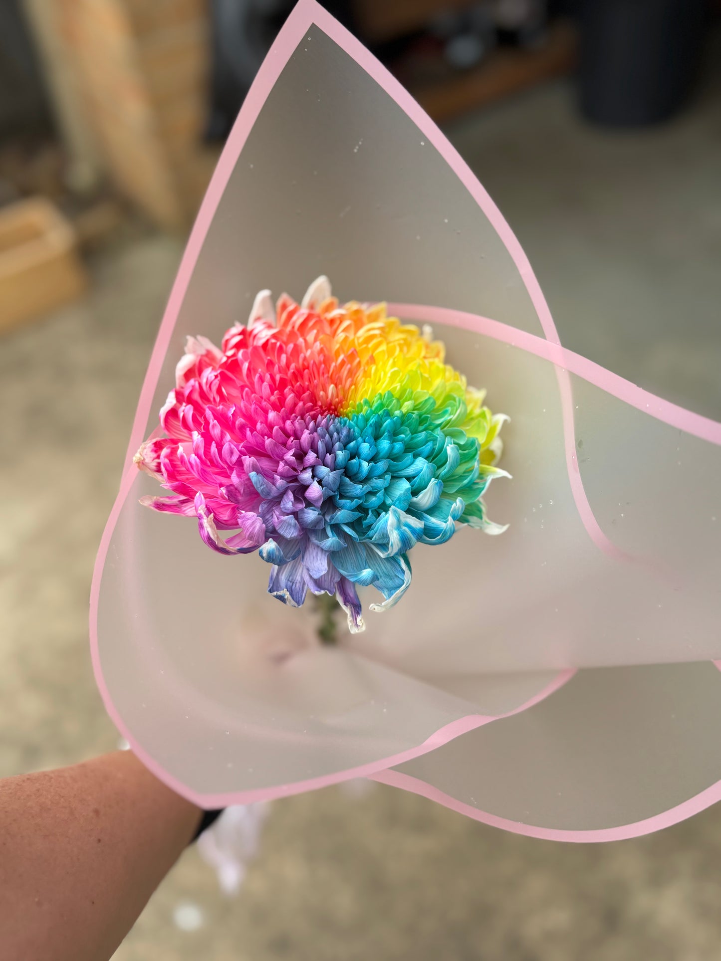 Rainbow Bloom for Tiny Dancer