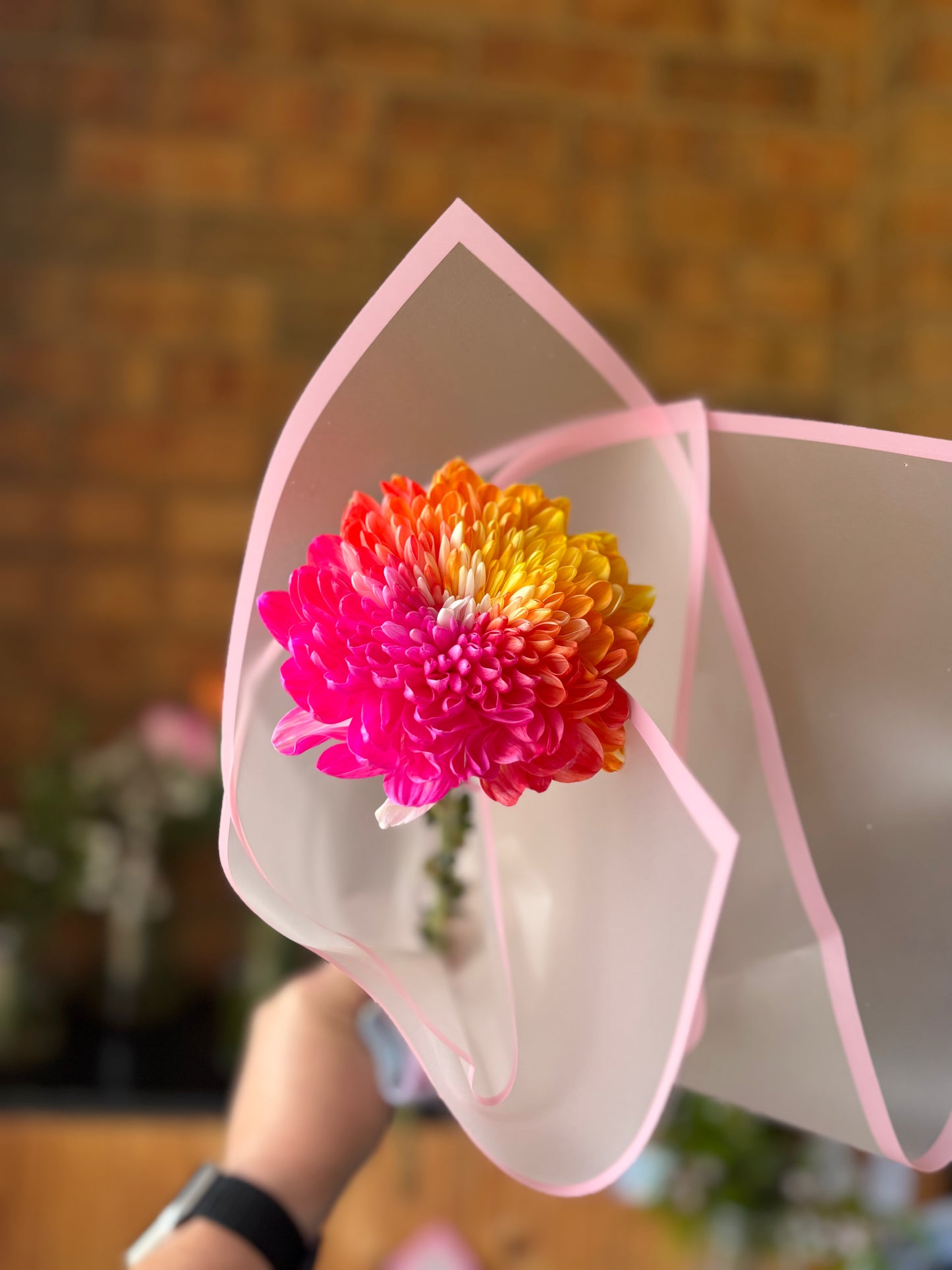 Rainbow Bloom for Tiny Dancer