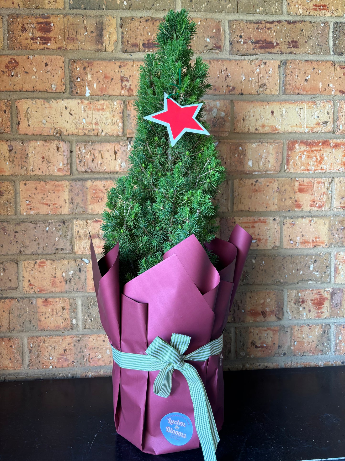 Christmas Star Mini Tree — 200mm pot