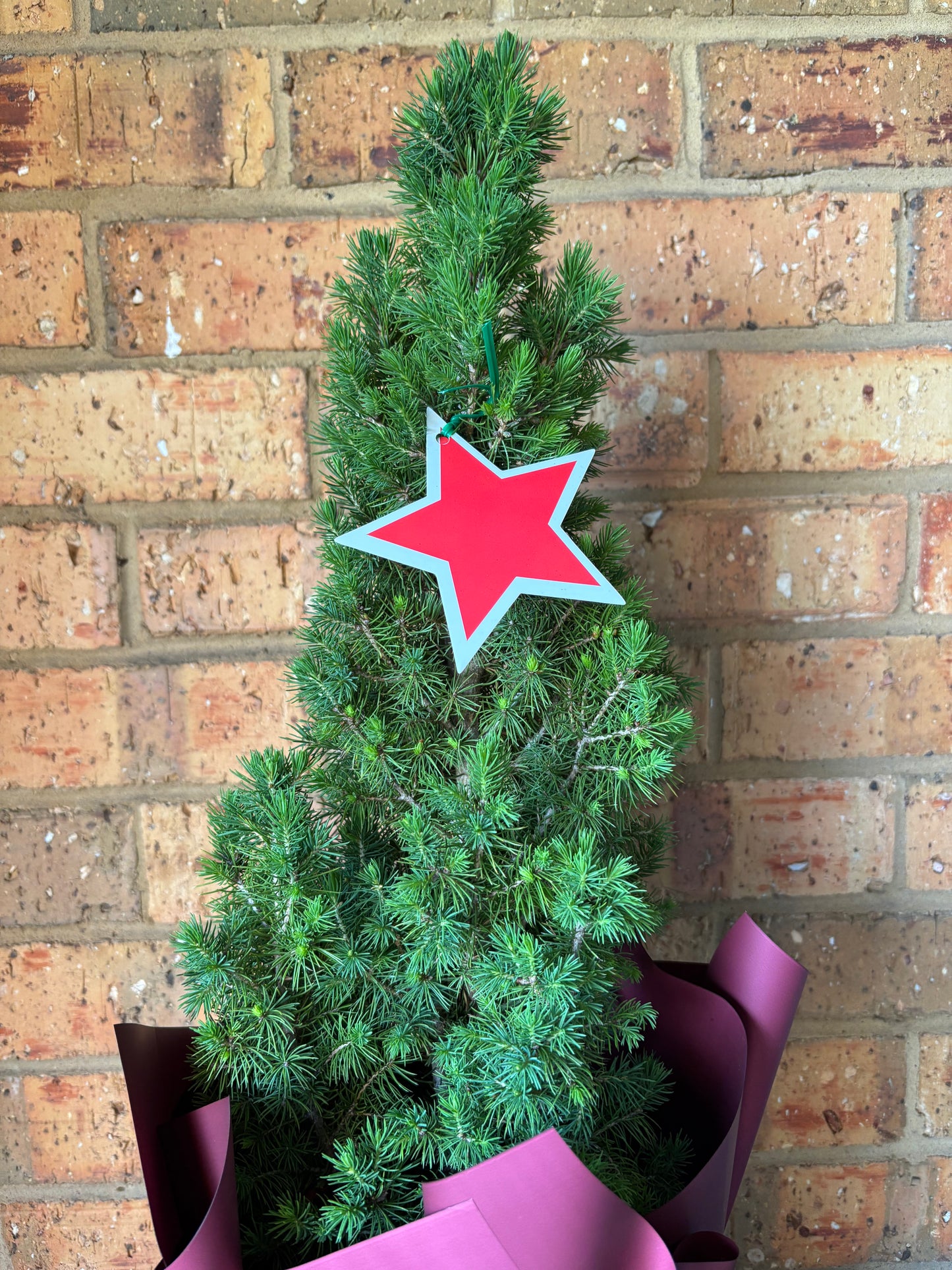 Christmas Star Mini Tree — 200mm pot