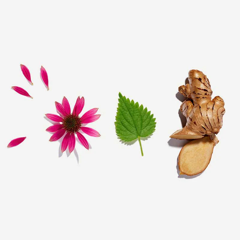 Immunity Pyramid Tea Bags - Love Tea