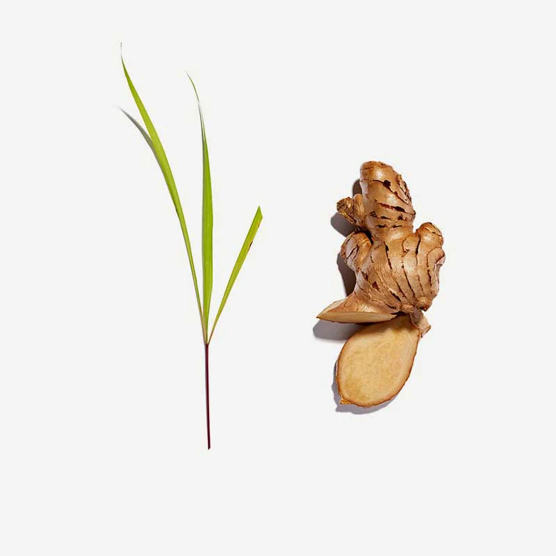 Lemongrass and Ginger Pyramid Tea Bags - Love Tea