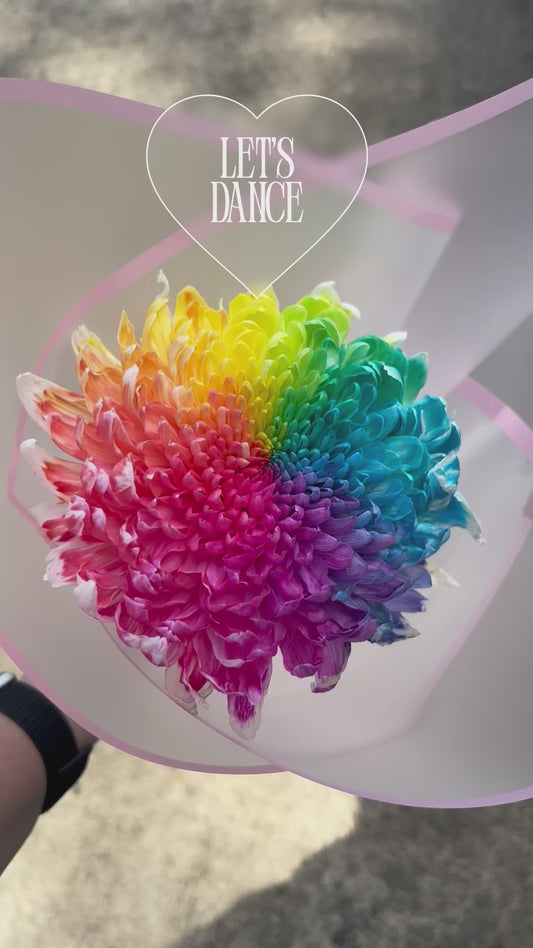 Rainbow Bloom for Tiny Dancer